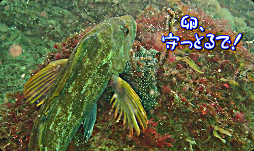 募集期間あり