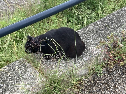 ためまっぷスタッフM