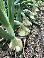 JA産直ふれあい市場「よりん菜」に大竹市の農家、大江さんの新玉ねぎがならびます(^^)